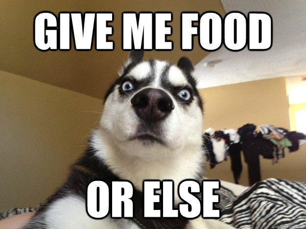 give me food or else - give me food or else  Hungry Husky