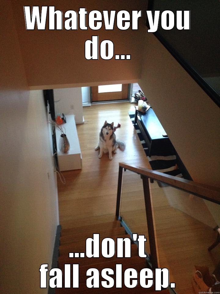 Kruger Dog - WHATEVER YOU DO... ...DON'T FALL ASLEEP. Misc