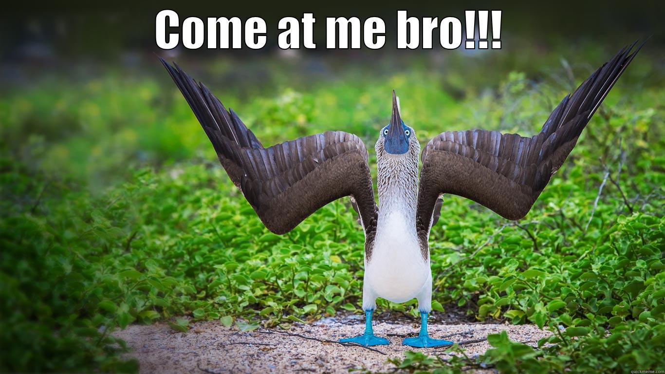 COME AT ME BRO!!!  Misc