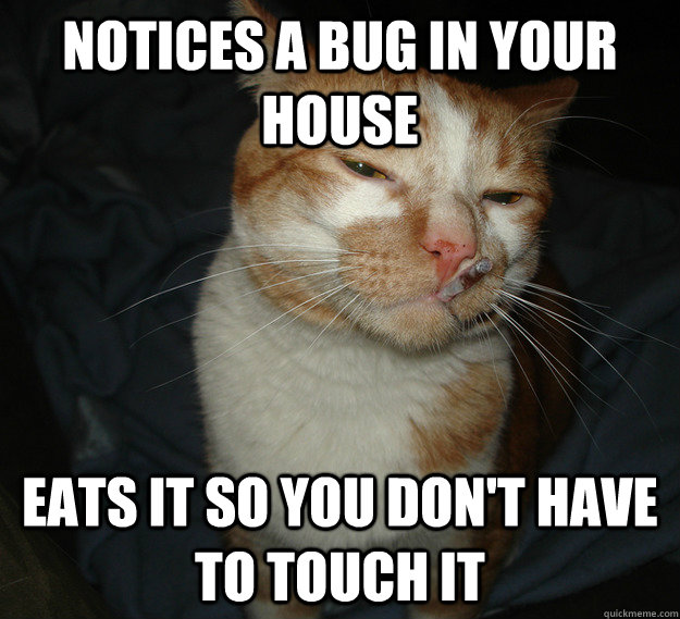 Notices a bug in your house Eats it so you don't have to touch it  Cool Cat Craig