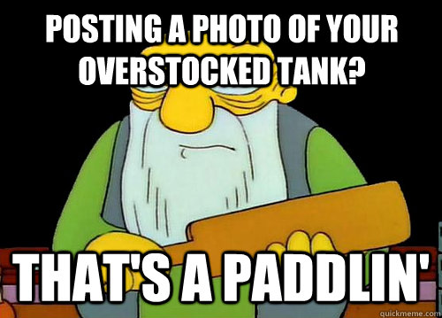 Posting a photo of your overstocked tank? That's a Paddlin'  