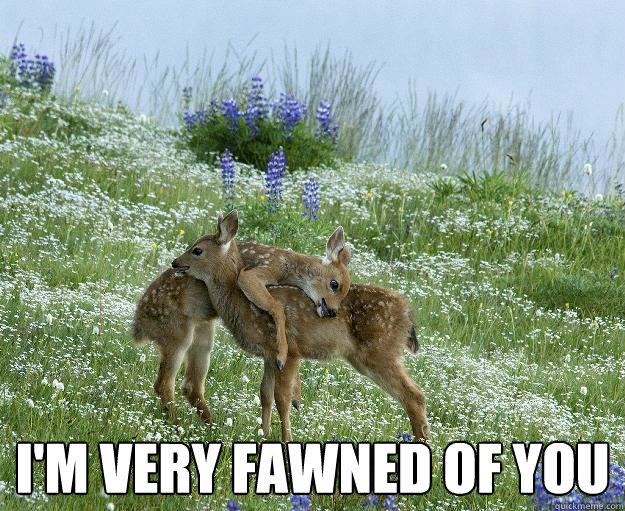  I'm very fawned of you -  I'm very fawned of you  Misc