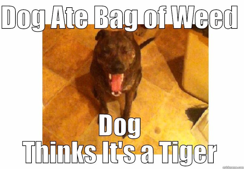 Eat Weed Dog - DOG ATE BAG OF WEED  DOG THINKS IT'S A TIGER Misc