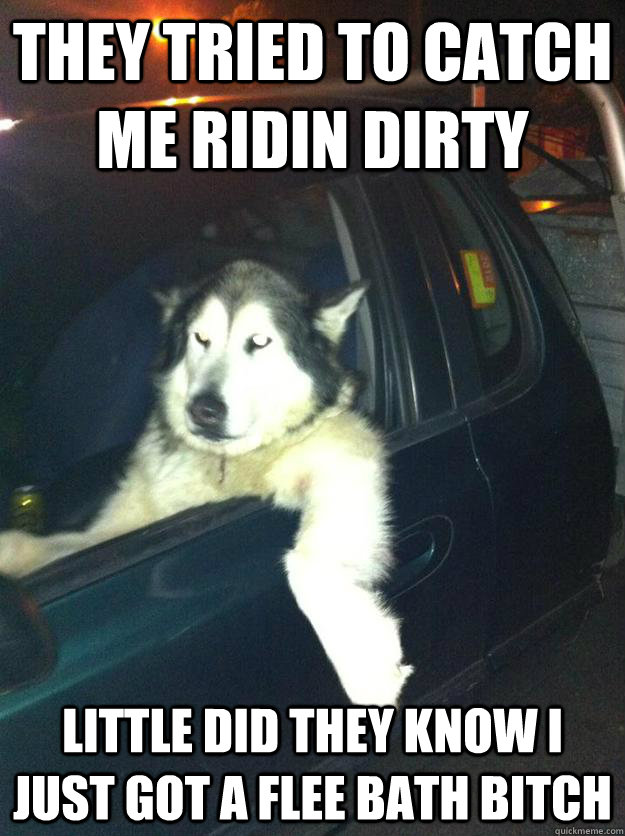 they tried to catch me ridin dirty little did they know i just got a flee bath bitch  Mean Dog