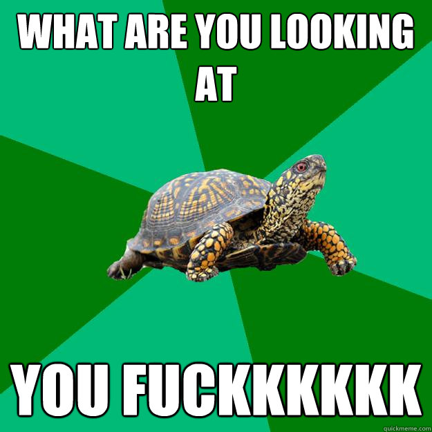 What are you LOOKING AT YOU FUCKKKKKK  Torrenting Turtle