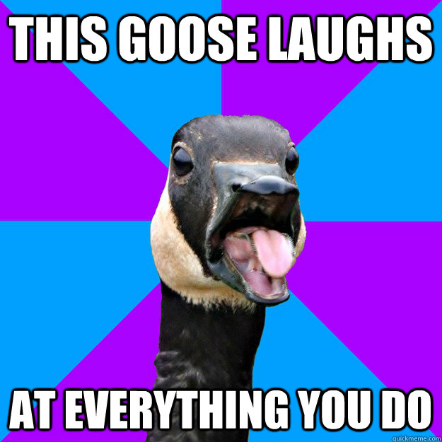 this goose laughs at everything you do - this goose laughs at everything you do  Gawking Goose