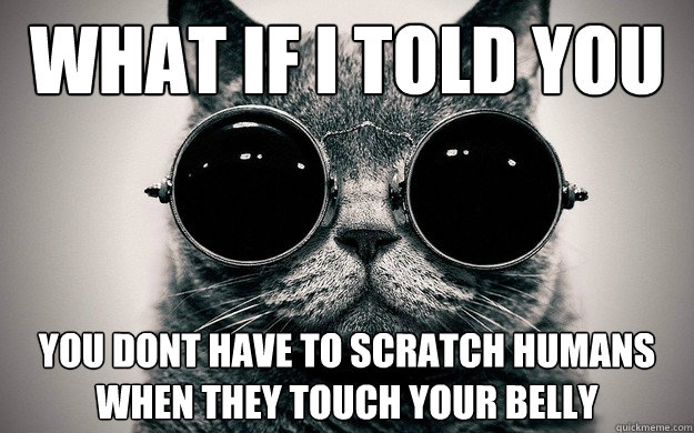 What if i told you you dont have to scratch humans when they touch your belly  Morpheus Cat Facts