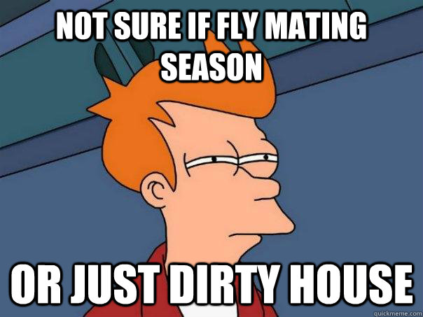 not sure if fly mating season or just dirty house  Futurama Fry
