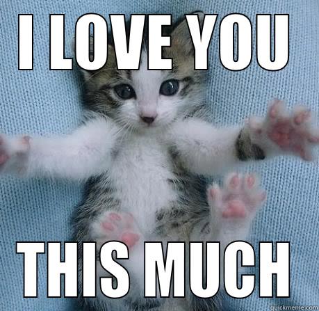 kitten i love you this much - quickmeme