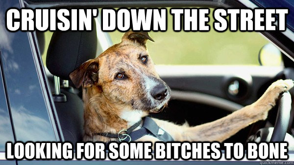 cruisin' down the street looking for some bitches to bone - cruisin' down the street looking for some bitches to bone  Driving Dog