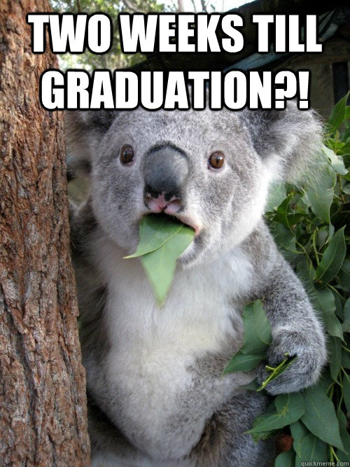 Two weeks till graduation?!   koala bear