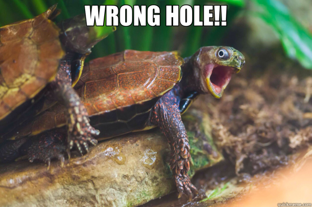 WRONG HOLE!!  - WRONG HOLE!!   turtle