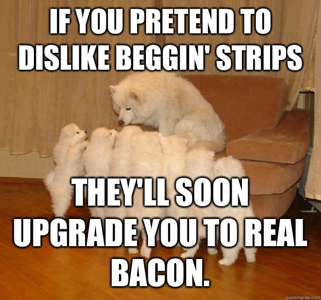 If you pretend to dislike Beggin' strips they'll soon upgrade you to real bacon. - If you pretend to dislike Beggin' strips they'll soon upgrade you to real bacon.  Misc