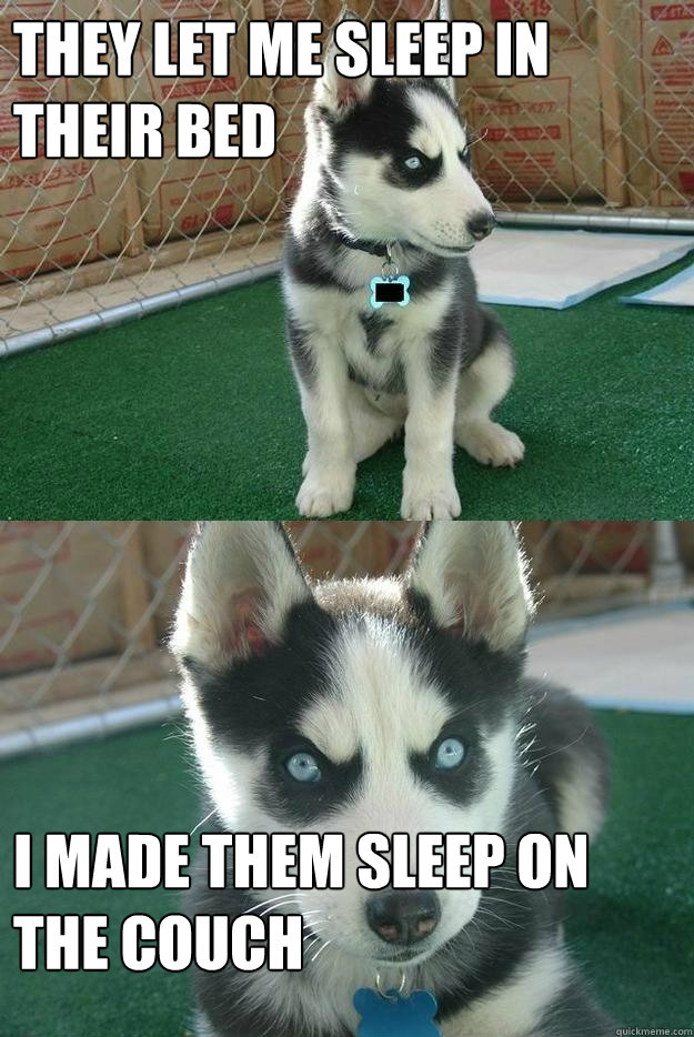 they let me sleep in their bed i made them sleep on the couch  Insanity puppy