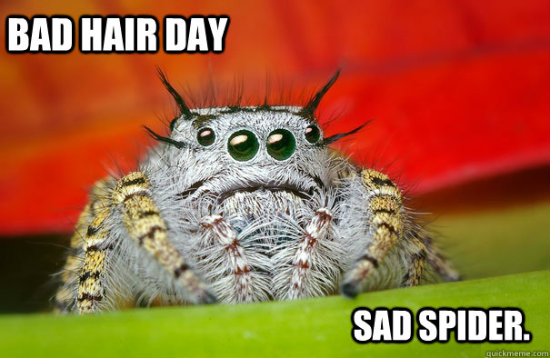 bad hair day sad spider.  Sad spider