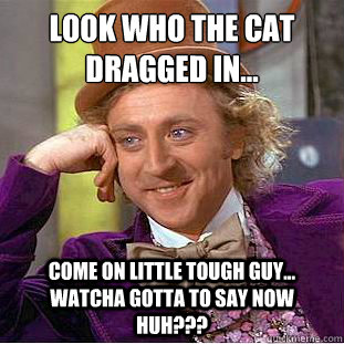 look who the cat dragged in...
 come on little tough guy... watcha gotta to say now huh???  Condescending Wonka
