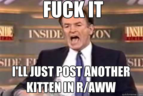 fuck it i'll just post another kitten in r/aww  Fuck It Bill OReilly
