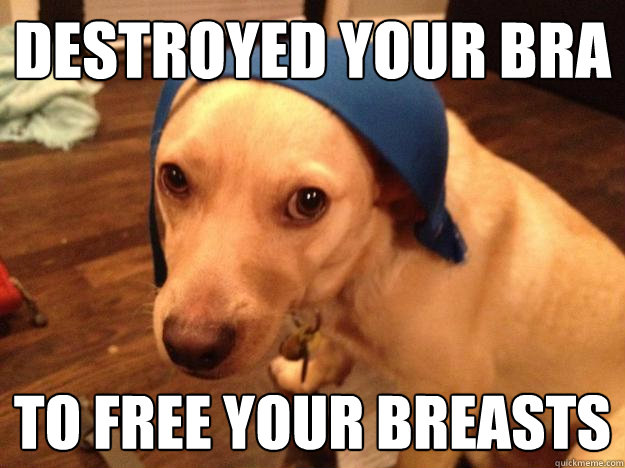 destroyed your bra to free your breasts - destroyed your bra to free your breasts  Misunderstood Dog