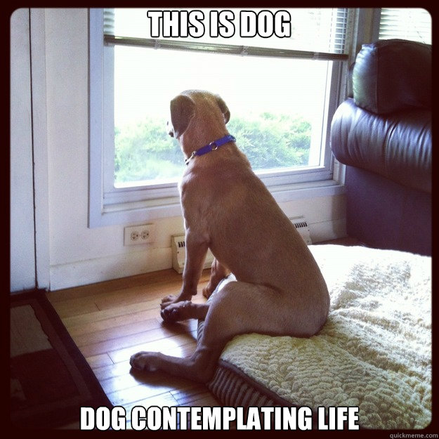 This is Dog Dog contemplating life - This is Dog Dog contemplating life  Dog Thinker