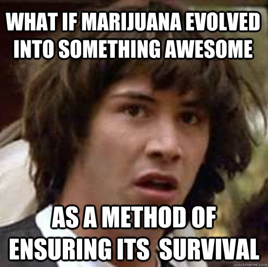 What if marijuana evolved into something awesome as a method of ensuring its  survival - What if marijuana evolved into something awesome as a method of ensuring its  survival  conspiracy keanu