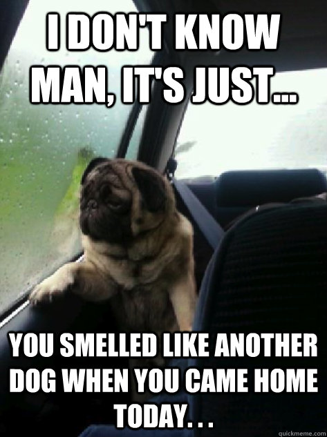 I don't know man, It's just... You smelled like another dog when you came home today. . .  Introspective Pug