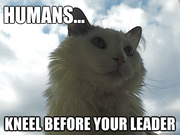 Humans... kneel before your leader - Humans... kneel before your leader  Supreme Cat