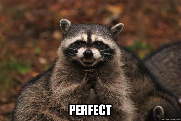 PERFECT  Evil Plotting Raccoon