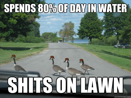 spends 80% of day in water shits on lawn  Scumbag Geese
