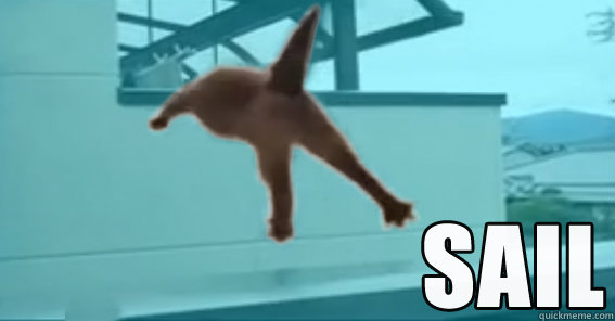   Cat Fail Sail