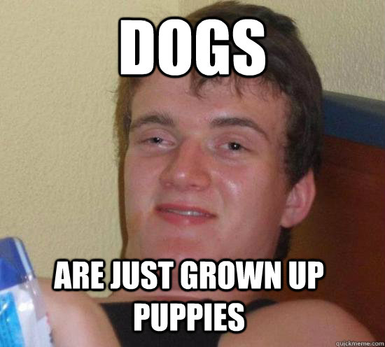 Dogs Are just grown up puppies  10 Guy