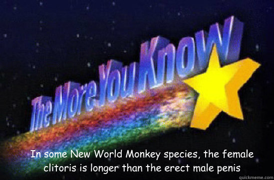 In some New World Monkey species, the female clitoris is longer than the erect male penis - In some New World Monkey species, the female clitoris is longer than the erect male penis  The More You Know