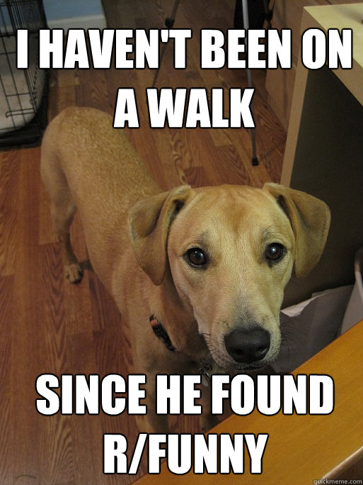 I haven't been on a walk since he found r/funny  Redditors Dog