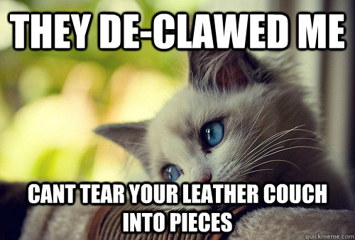 they de-clawed me cant tear your leather couch into pieces  First World Problems Cat