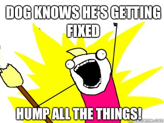 Dog knows he's getting
fixed Hump all the things!  All The Things