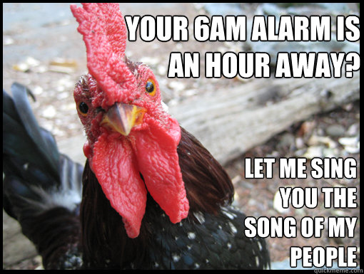 your 6am alarm is an hour away? let me sing you the song of my people - your 6am alarm is an hour away? let me sing you the song of my people  Serious Rooster