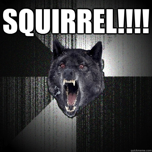 squirrel!!!!   Insanity Wolf