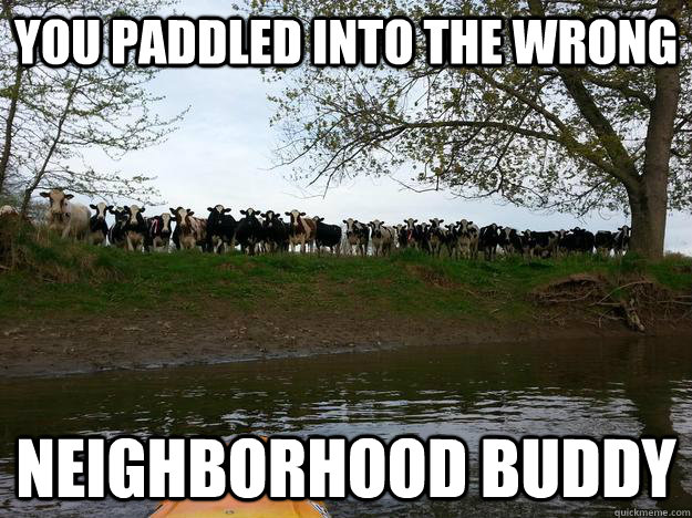 You paddled into the wrong neighborhood buddy - You paddled into the wrong neighborhood buddy  cow gang
