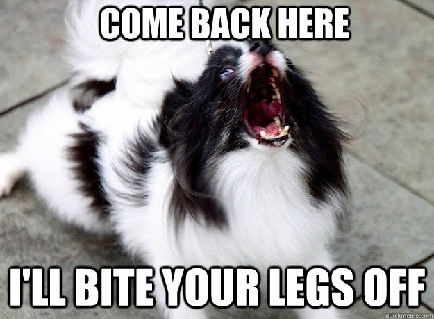 Come back here  I'll bite your legs off  small angry dog