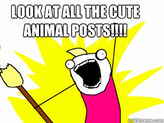 Look at all the cute animal posts!!!!   All The Things