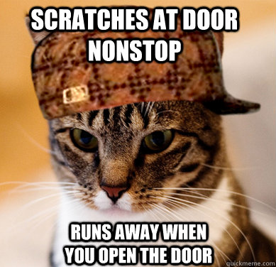 Scratches at door nonstop Runs away when you open the door  Scumbag Cat