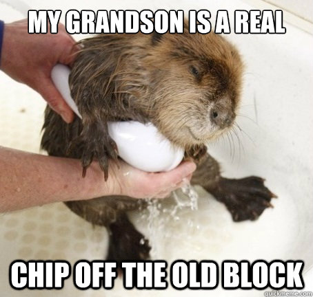 My grandson is a real chip off the old block - My grandson is a real chip off the old block  Ridiculously Photogenic Beaver