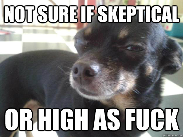 Not sure if skeptical or high as fuck - Not sure if skeptical or high as fuck  Skeptical Chihuahua