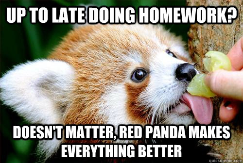 Up to late doing homework? Doesn't matter, Red panda makes everything better - Up to late doing homework? Doesn't matter, Red panda makes everything better  Misc