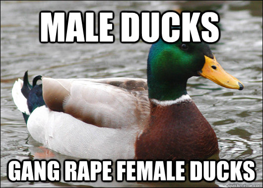 Male Ducks Gang rape female ducks - Male Ducks Gang rape female ducks  Actual Advice Mallard