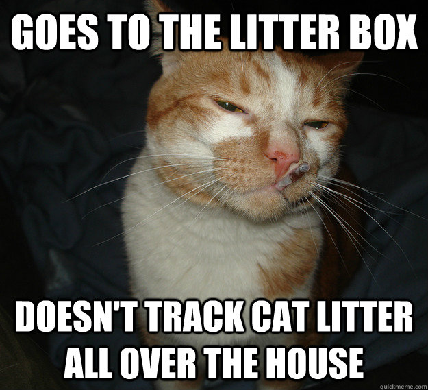 GOES TO THE LITTER BOX DOESN'T TRACK CAT LITTER ALL OVER THE HOUSE  Cool Cat Craig