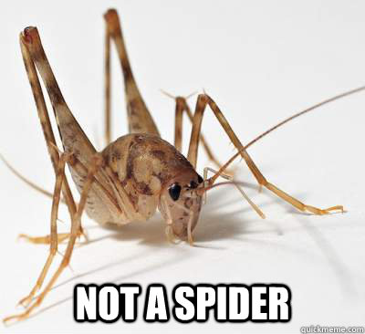 Not A Spider  