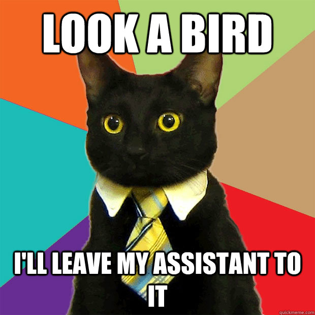 Look a bird I'll leave my assistant to it  Business Cat