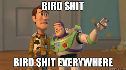 bird shit bird shit everywhere  Everywhere