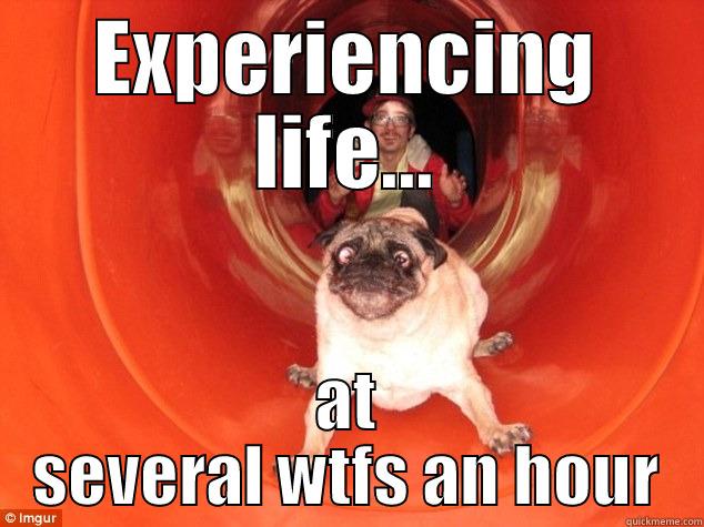 EXPERIENCING LIFE... AT SEVERAL WTFS AN HOUR Misc