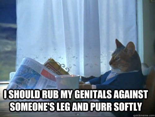 i should rub my genitals against someone's leg and purr softly   The One Percent Cat